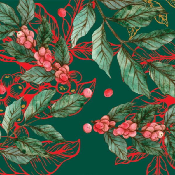 Perú Geisha Perú Geisha