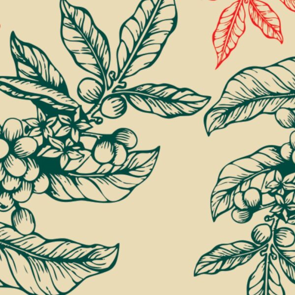 Brasil caramel Brasil caramel