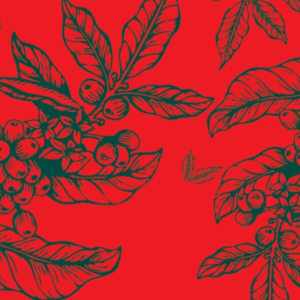 Perú Cajamarca Natural Perú Cajamarca Natural